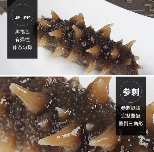 儒原好當家參情款款，海味濃濃添福祿